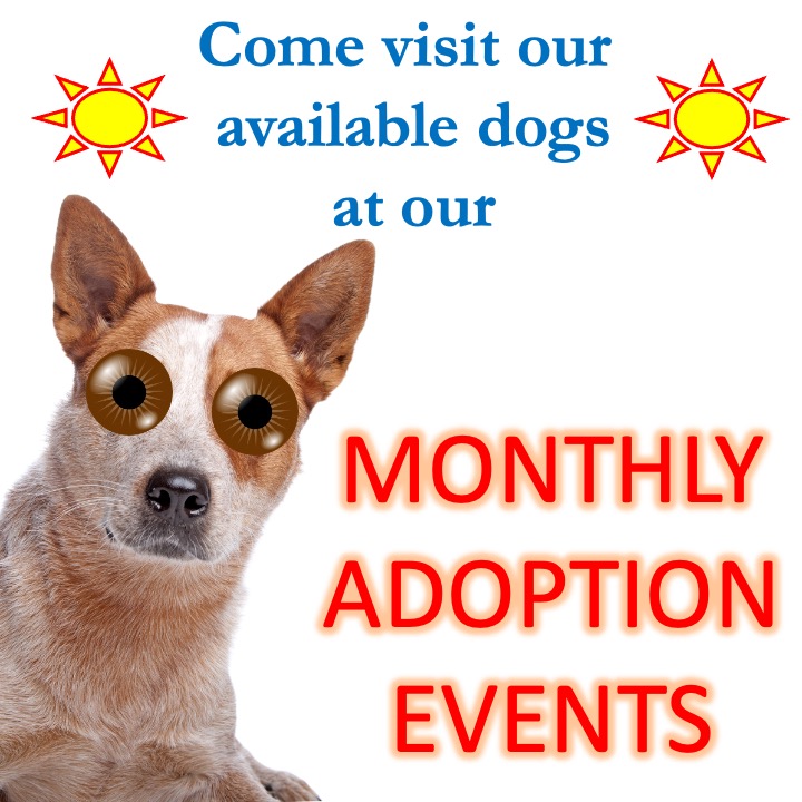 Monthly Adoption Event - May 5th, 2024