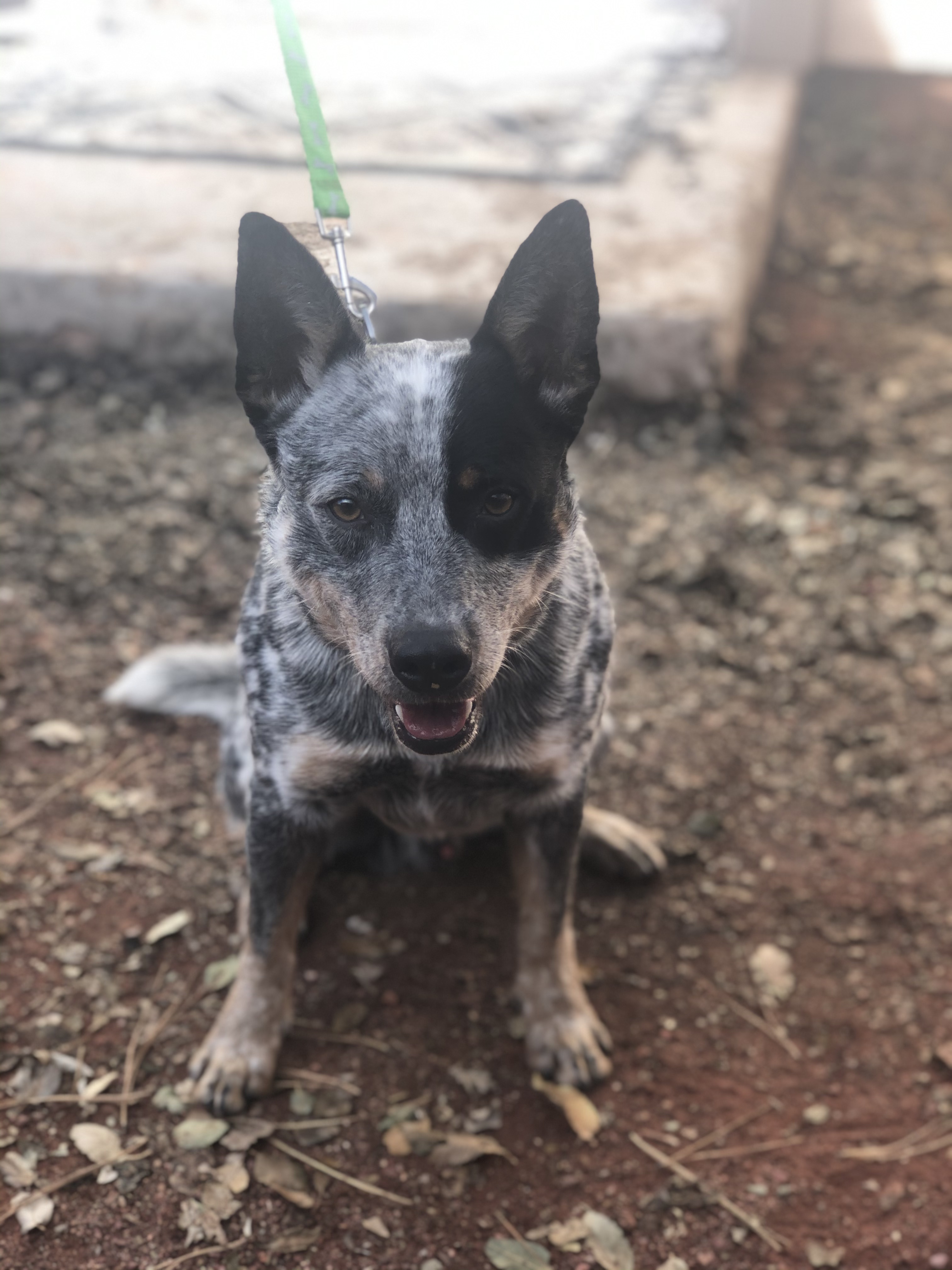 New hope hot sale cattle dog rescue