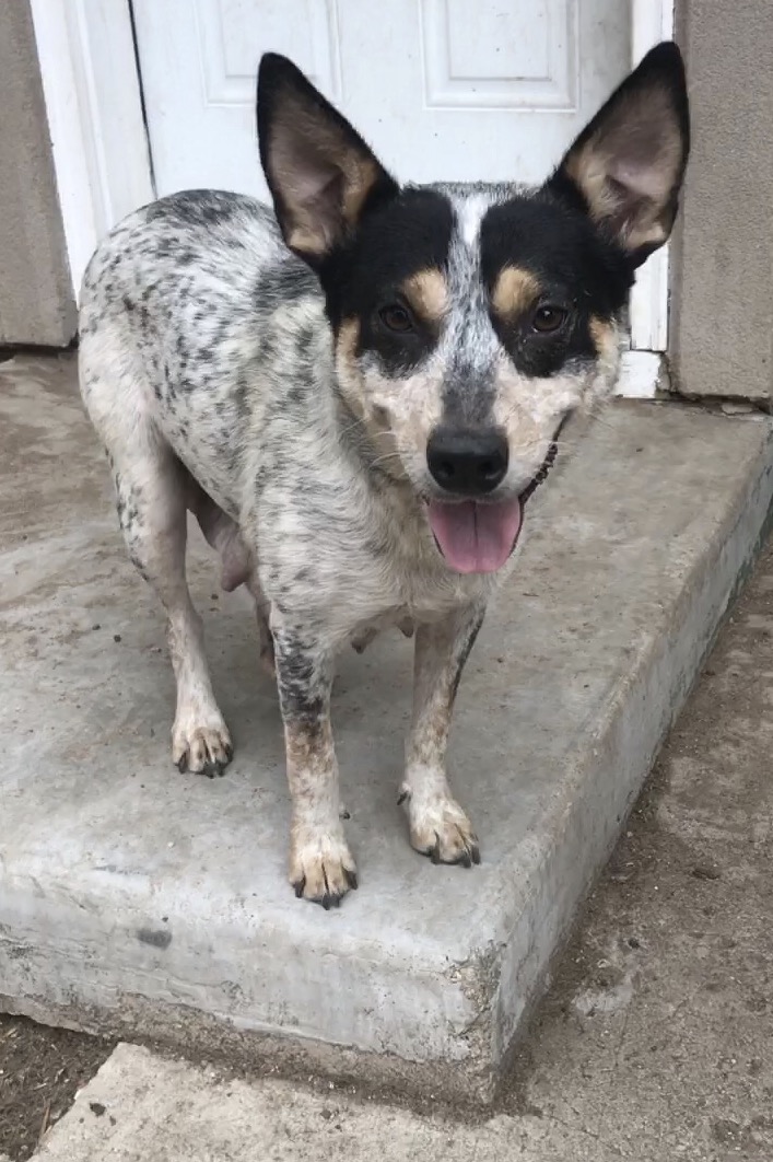 New Hope Cattle Dog Rescue - Adoptable Dogs - New Hope Cattle Dogs