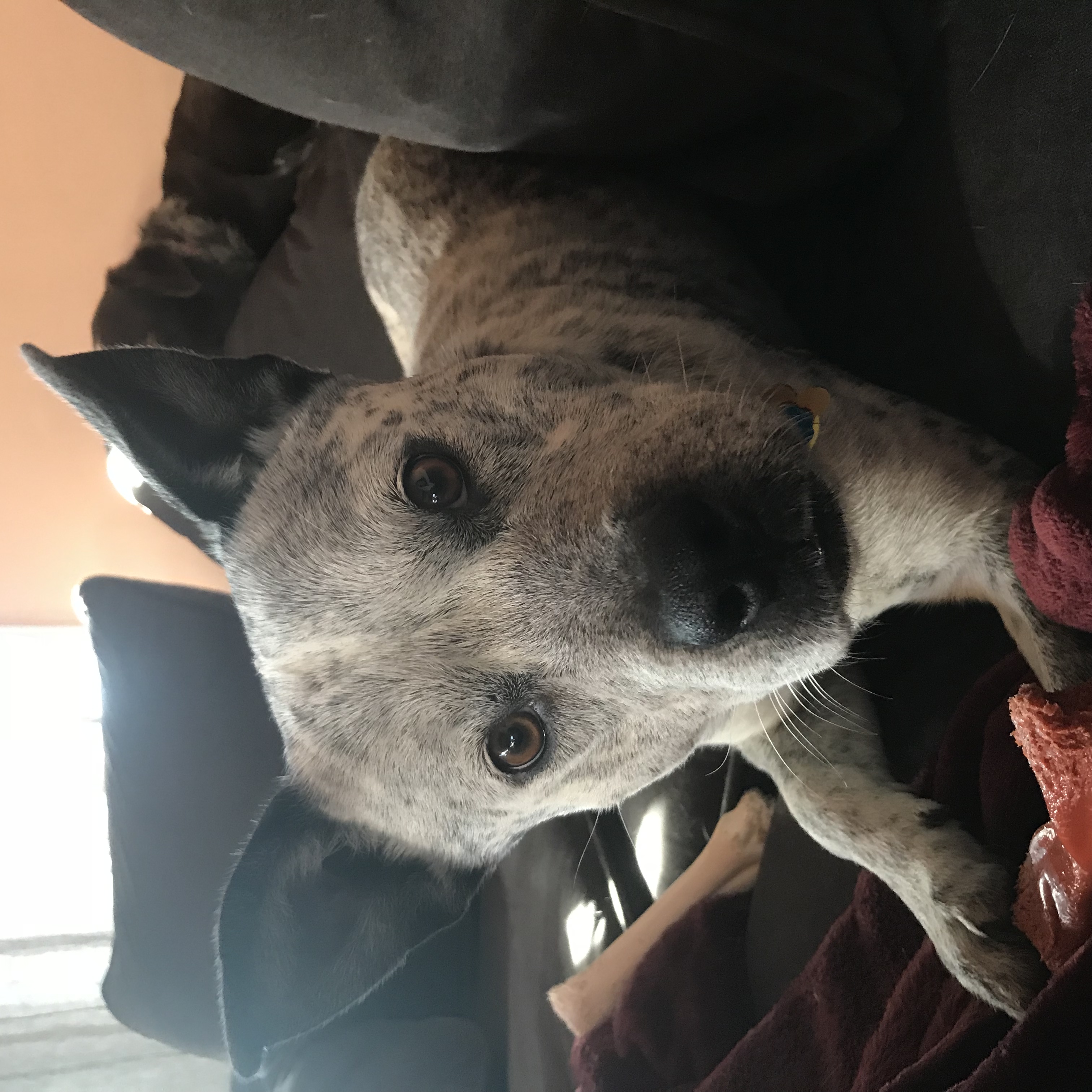 New Hope Cattle Dog Rescue - Adoptable Dogs - New Hope Cattle Dogs