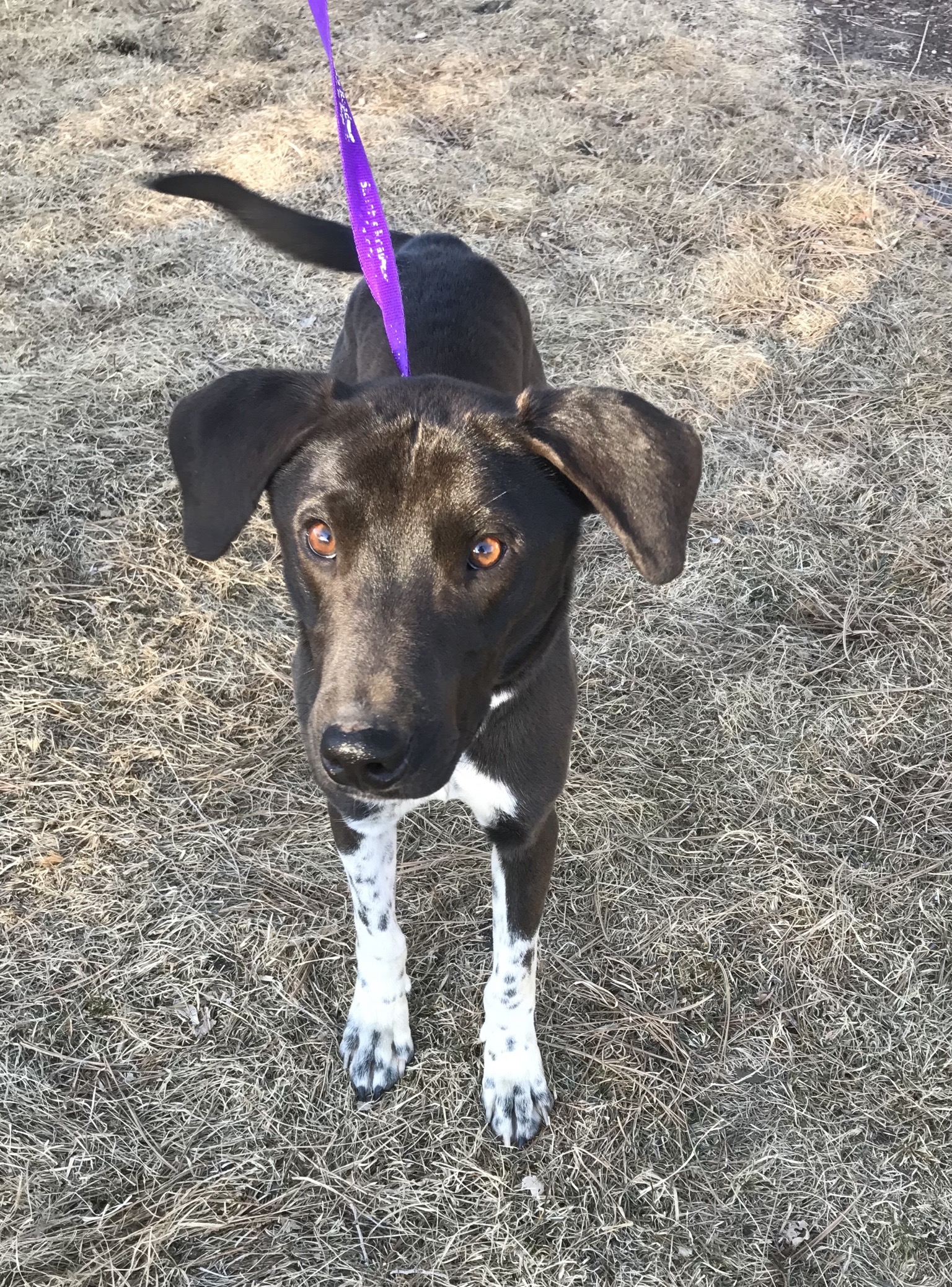 New Hope Cattle Dog Rescue - Adoptable Dogs - New Hope Cattle Dogs