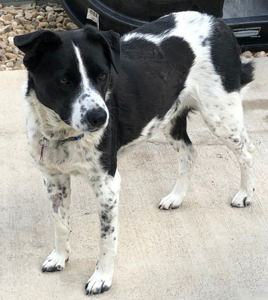 New Hope Cattle Dog Rescue - Adoptable Dogs - New Hope Cattle Dogs